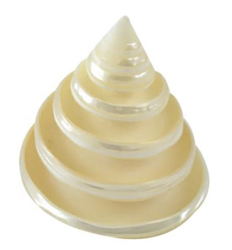 Pearlized Spiral Ring Trochus - 2.5 inches