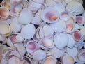 1 KG - Pacific Yellow Cockles - 1 to 2 inch - Trachycardium Flavum - Philippines