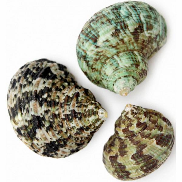 Green Turbo - Turbo Bruneus 1 kg Mixed Bag