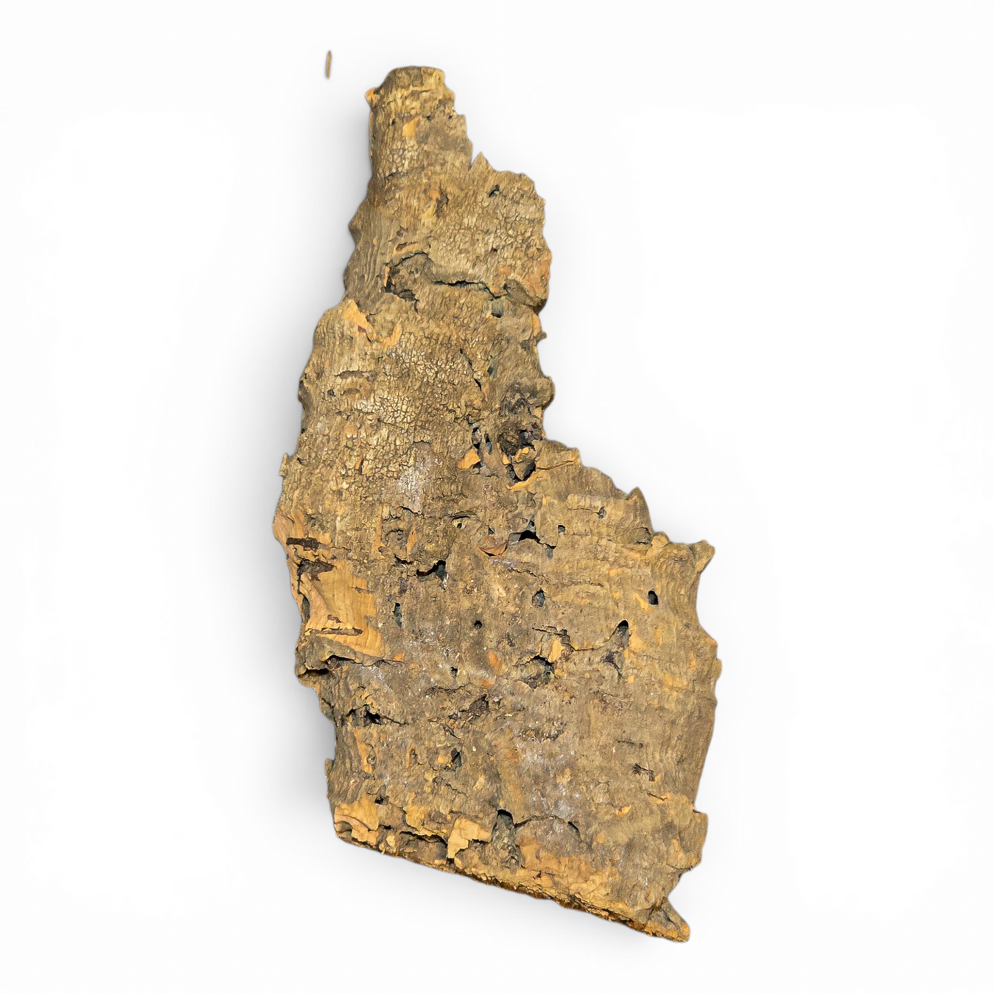 Cork Bark Flats – Micro (4-6") | Natural Cork Bark for Terrariums
