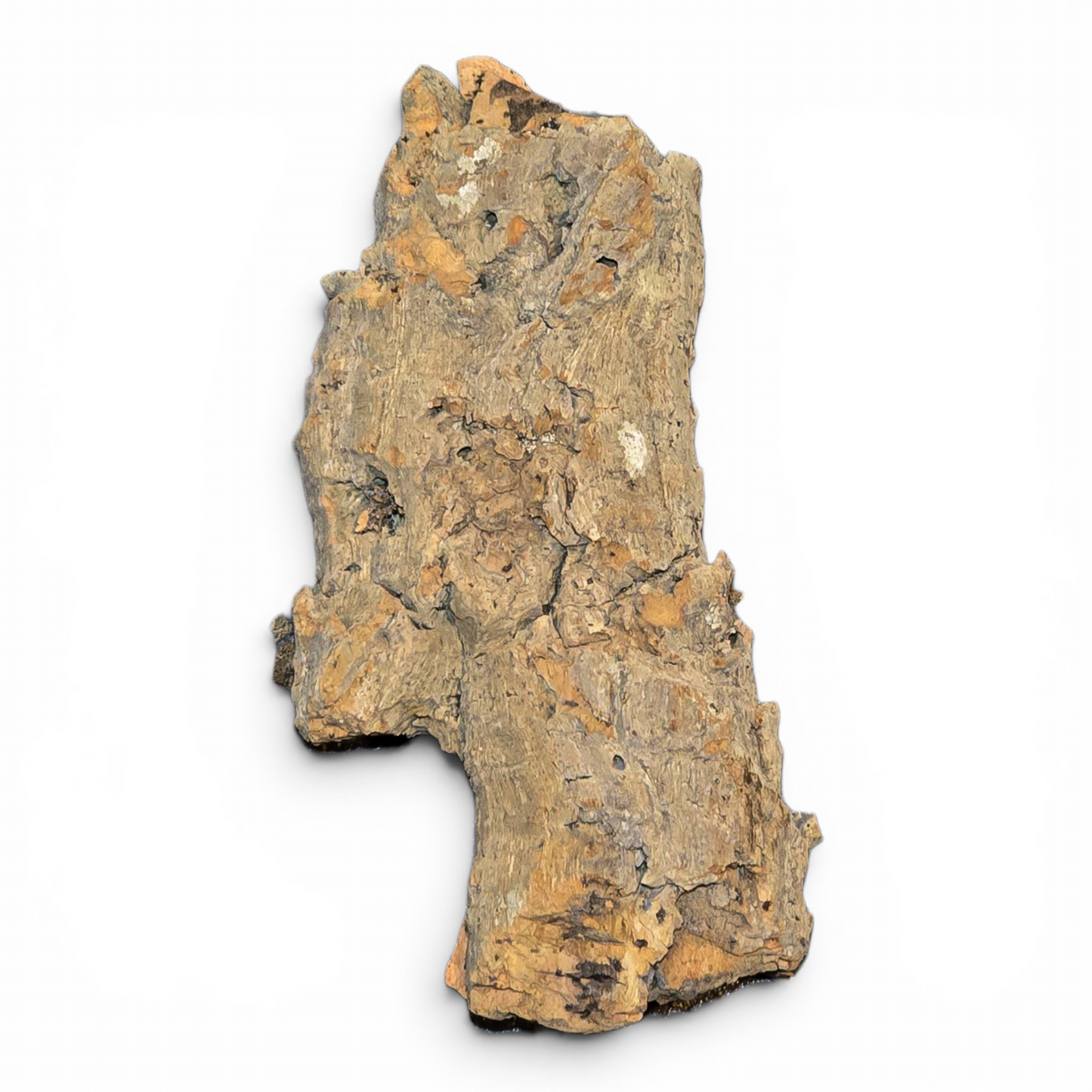 Cork Bark Flats – Small (6–10") | Natural Cork Bark for Reptiles & Terrariums