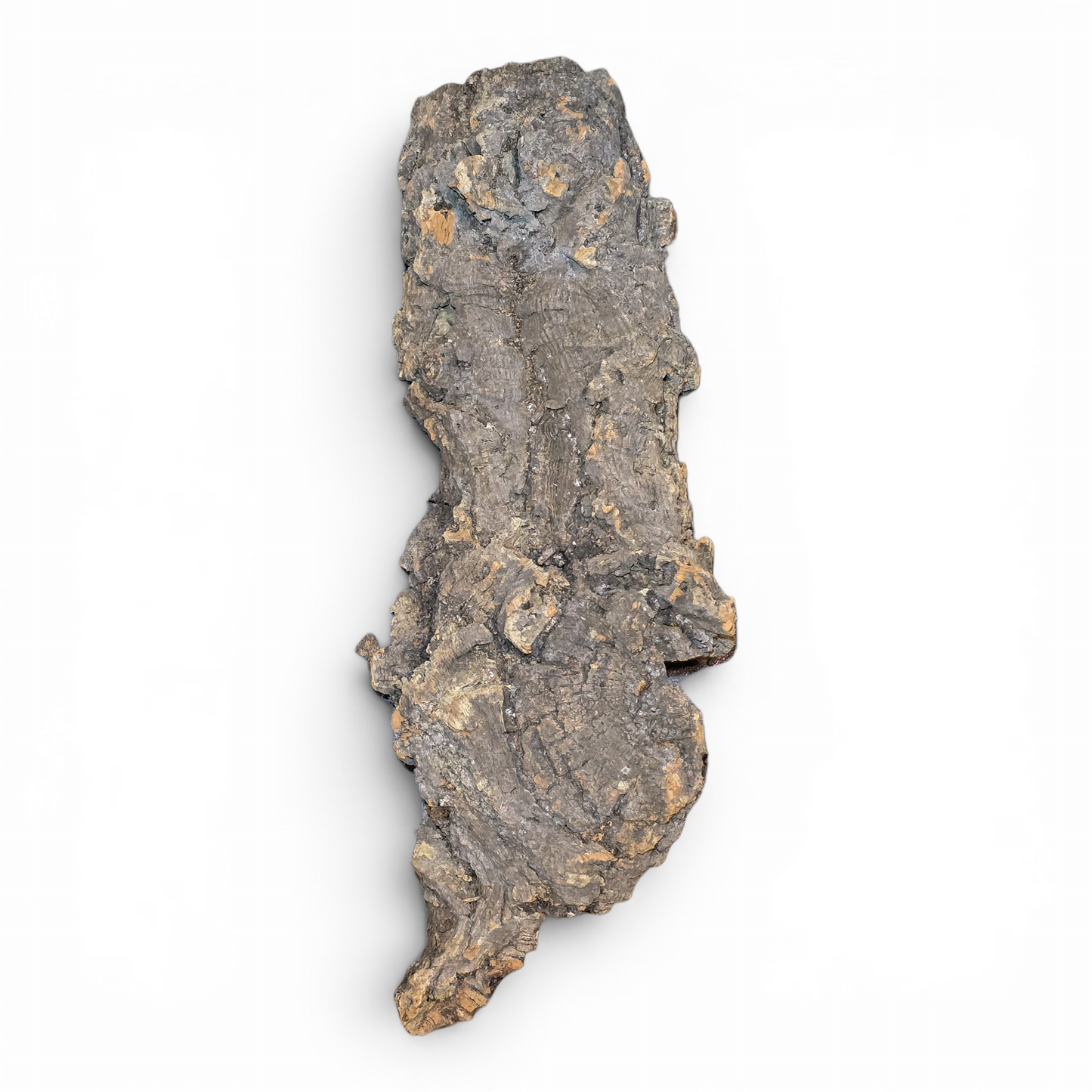 Cork Bark Flats – Large (16–24") | Natural Cork Bark for Reptiles & Terrariums