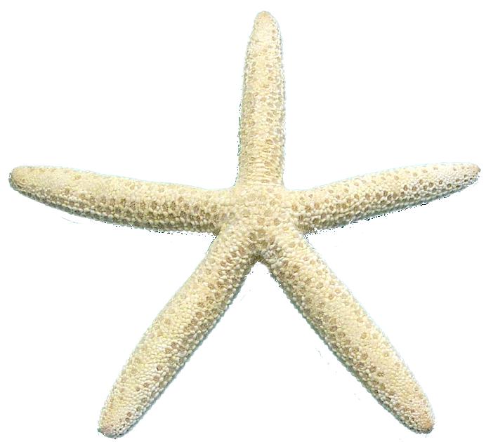 Set of 7 White Finger Starfish 7 sizes tied - Linckia Laevigata