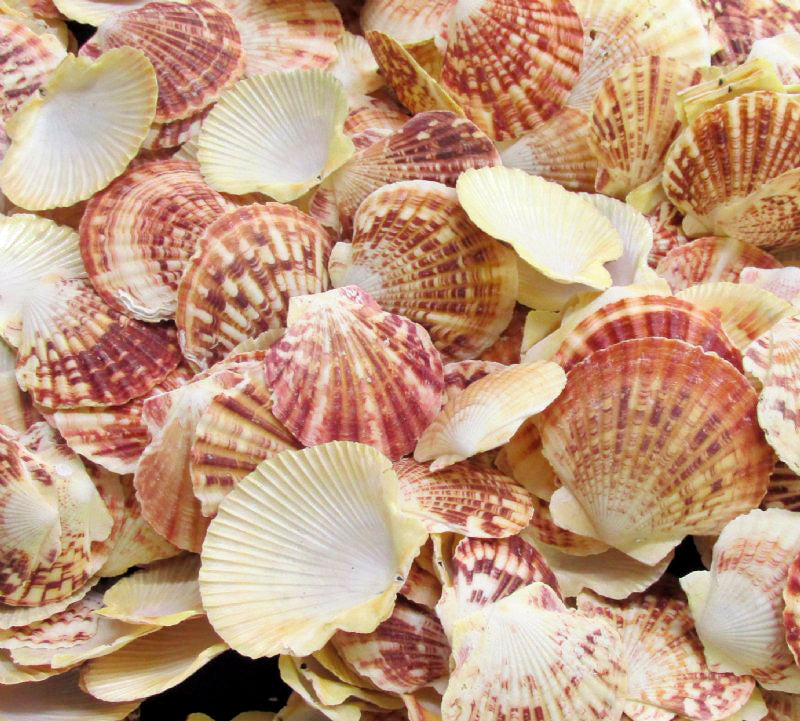 Macarensis Pecten Halves - 2 - 3 inch - 2 KG Bag - Lentigious - Philippines