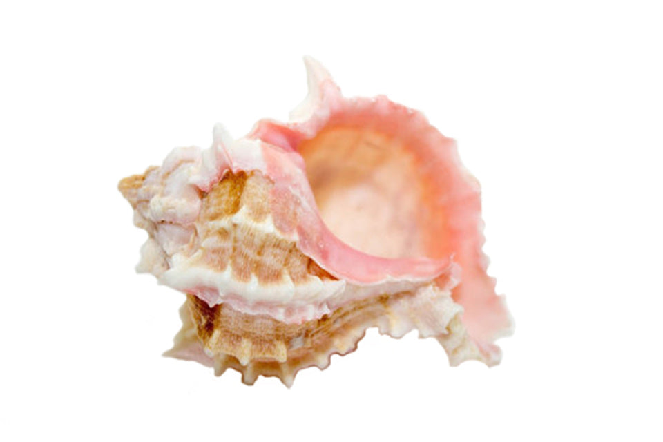 Pink Murex Shell - 1.5 - 2.5 inches
