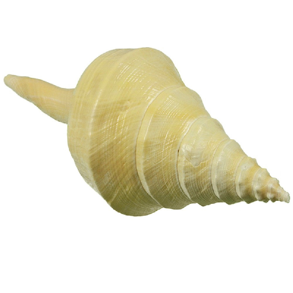 Syrinx Aruanus Shells - Price Is Per Inch - 15 - 17 inches Available