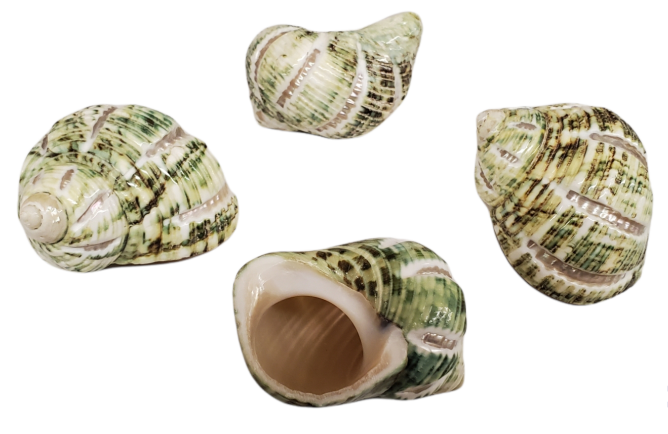 Striped Silver Mouth Turbo