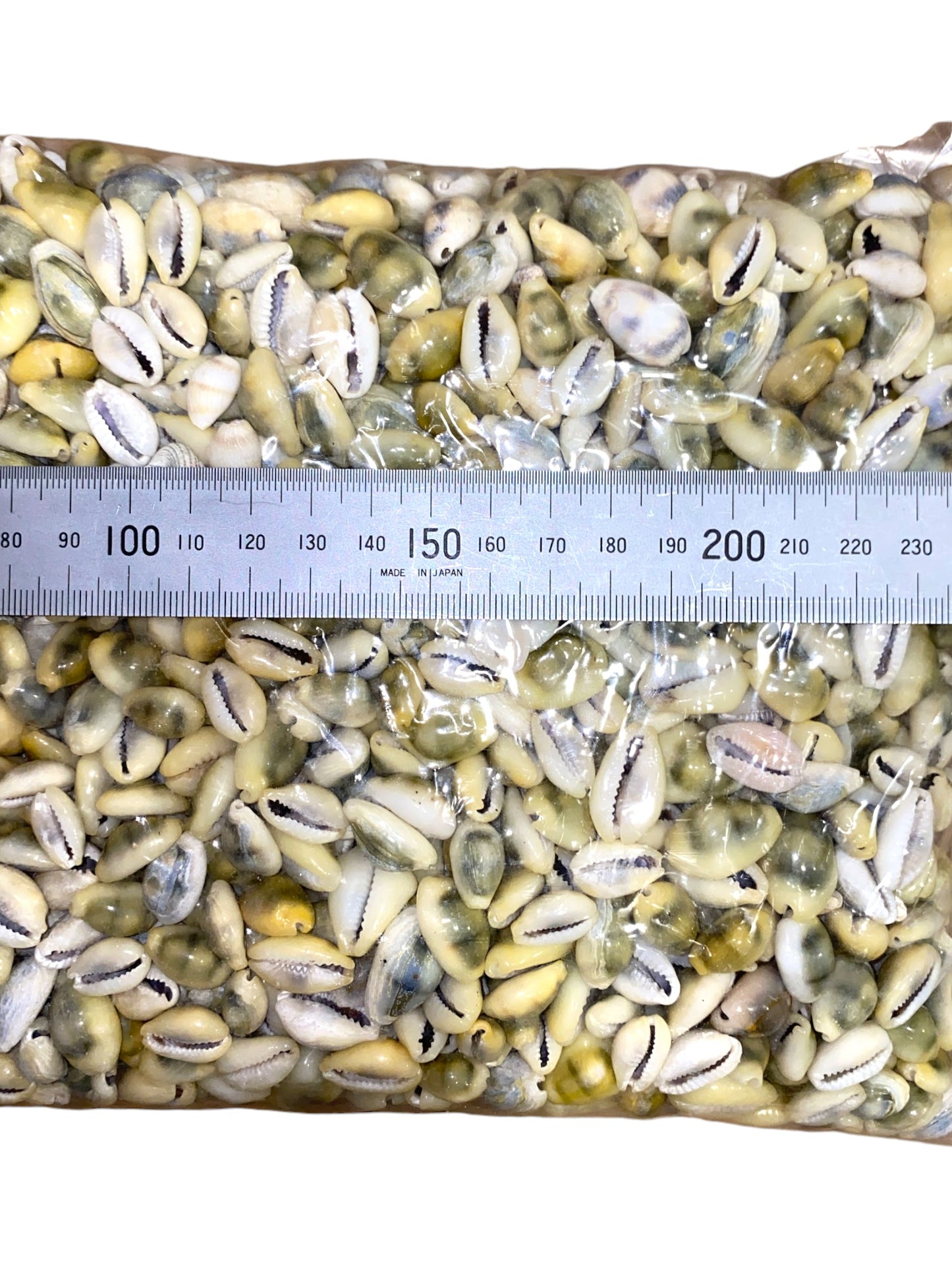 1 KG - Money Cowrie Cowry - Cypraea Moneta - 0.5 inches