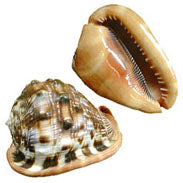 RED CAMEO - CASSIS RUFA - 4 - 5 inch