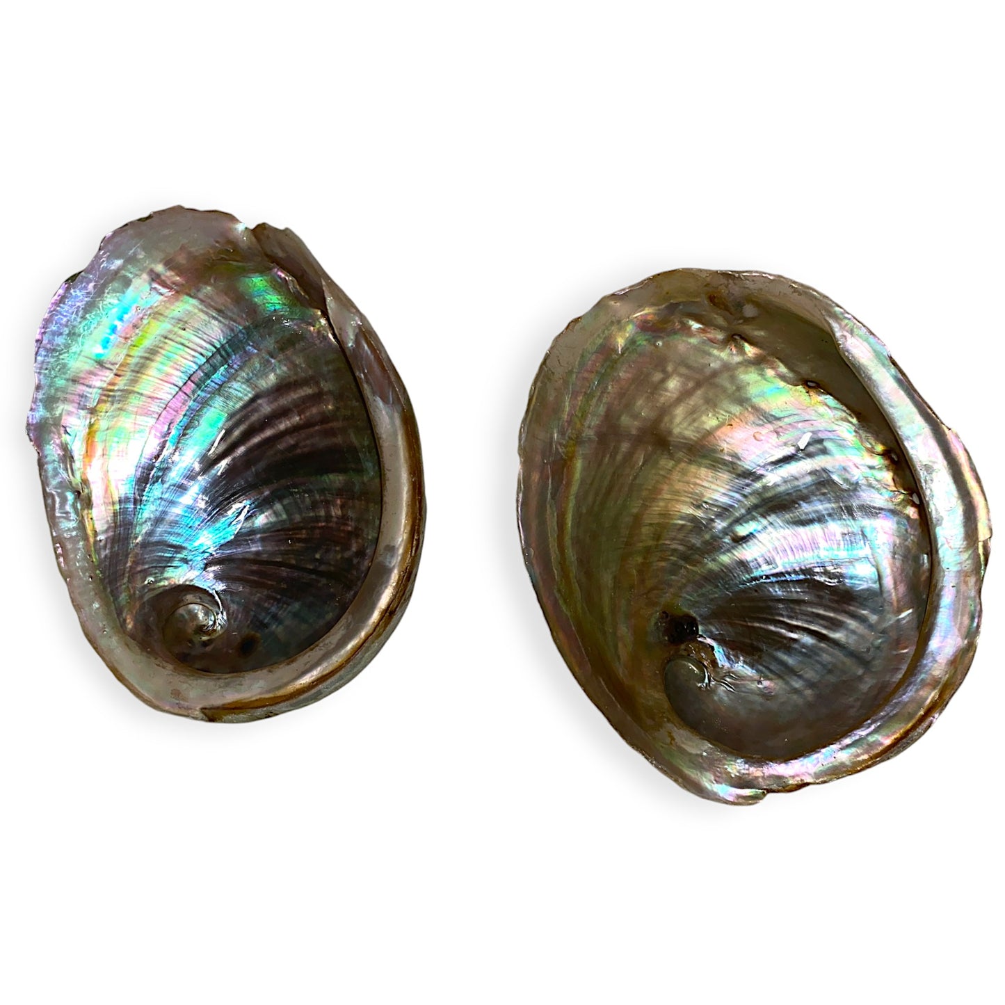 Opal Abalone - Haliotis laeviagata - 4 inch + Thailand - All Natural