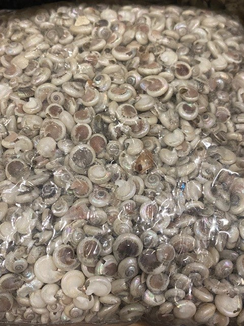 1 KG - Dyed Pearlized Umbonium - 3/8 - 0.5 inches