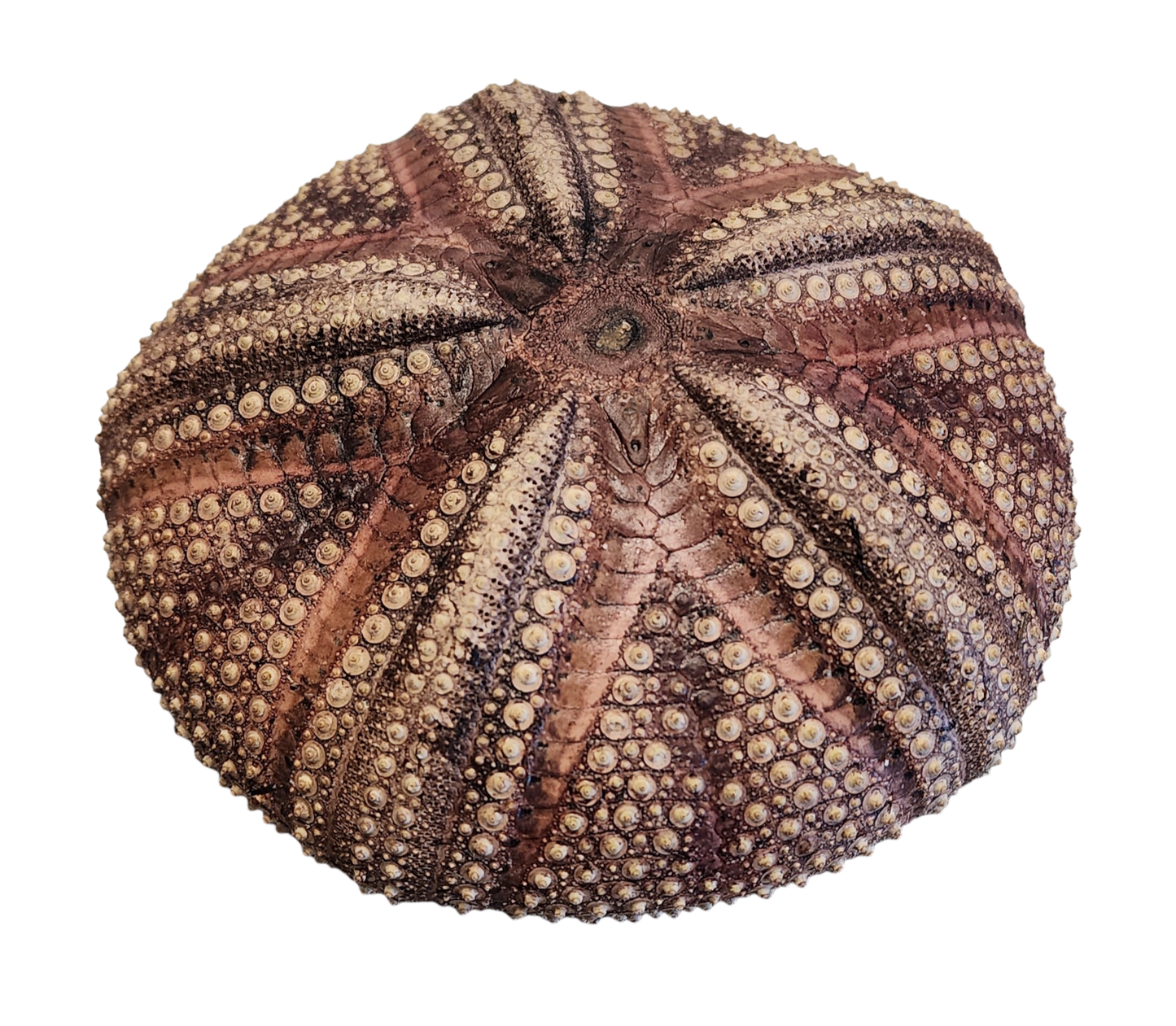 Large Red Urchin - 5 Inches