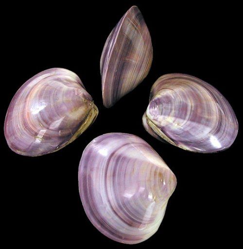 White Striped Purple Clam Pairs - 4 + inches - Thailand