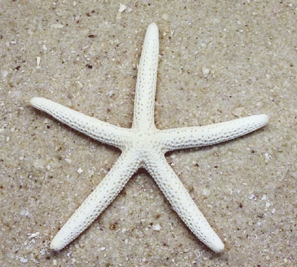 White (Bluey) Starfish - Linckia Laevigata - 2 - 3 inches