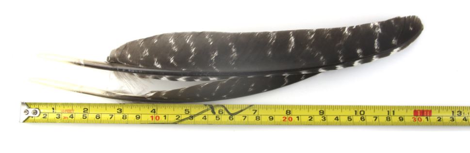 WILD TURKEY WING FEATHERS Rounded -NATURAL 9.8 inch+ 25cm+