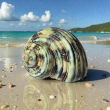 Load image into Gallery viewer, Polished Green Turbo - Turbo Setosus