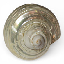 Load image into Gallery viewer, Pearlized Silver Mouth Turbo - Turbo Argyrostomus