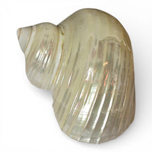 Load image into Gallery viewer, Pearlized Silver Mouth Turbo - Turbo Argyrostomus