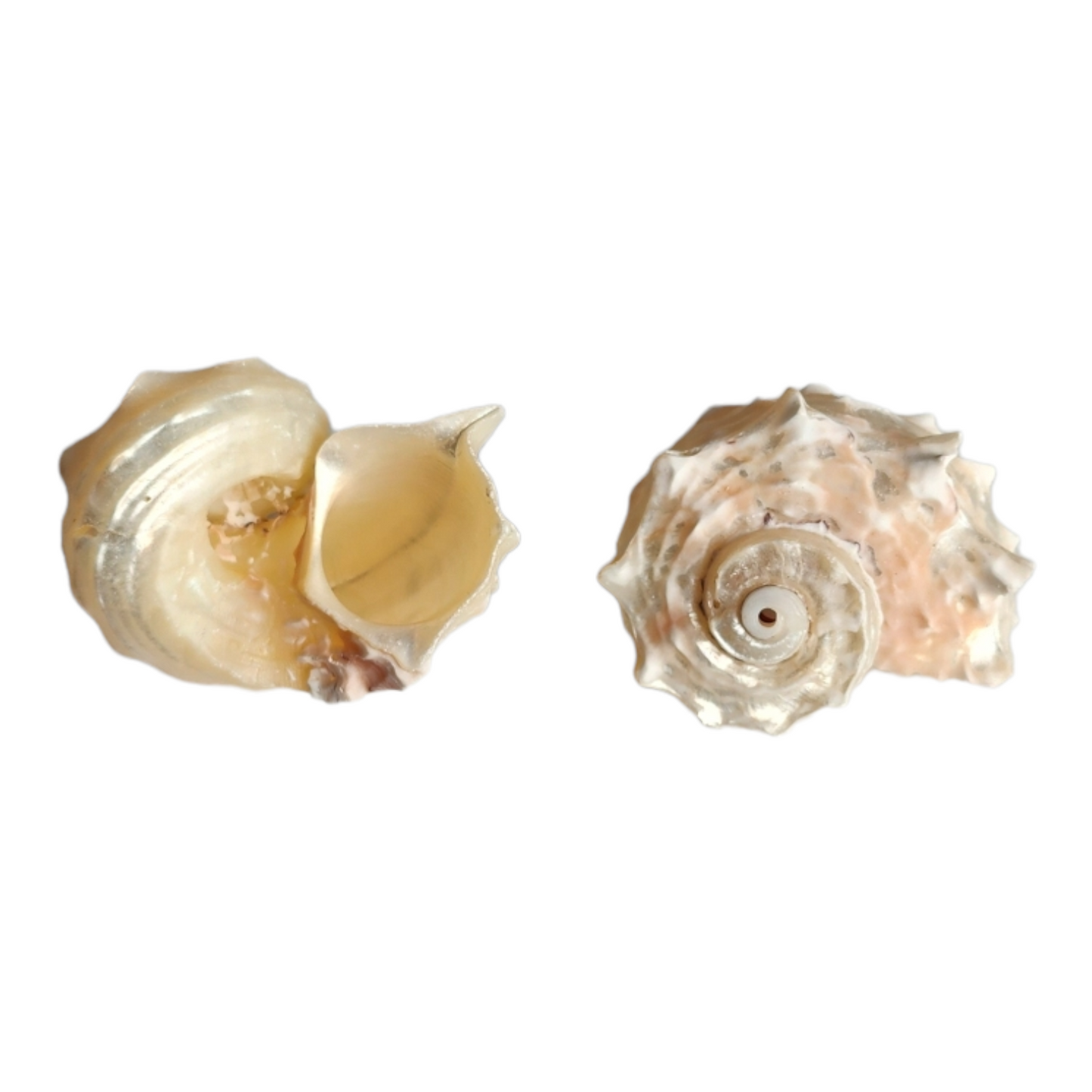 Pearlized Angaria Delphinula