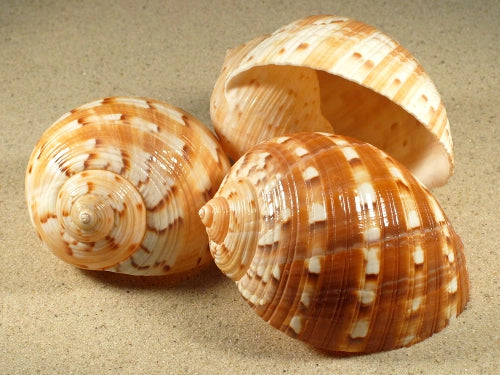 Tonna Chinensis (3.14-4.7" inches)