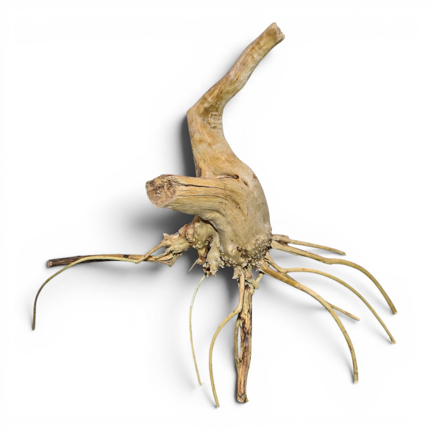 Spiderwood Driftwood – Nano (3–6”) | Nano Aquascaping Wood