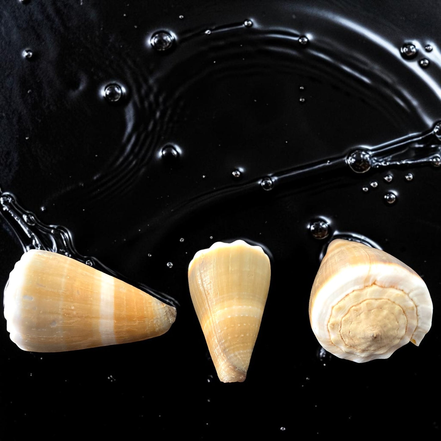 Conidae Conus Lividus - 32 - 48 mm - Sharpe Shells Specimens
