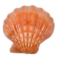 Polished Orange Lions Paw Halves - 5 + inch - PECTEN SUBNODOSUS - Philippines