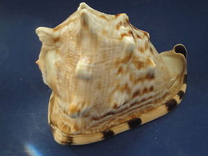 King Conch - Cassis Tuberosa - 5 - 6 inches