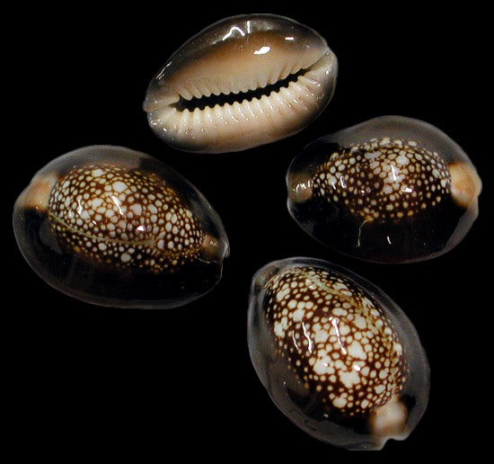 1 KG - Snakehead Cowry - Cypraea Caputserpentis - 1 inch