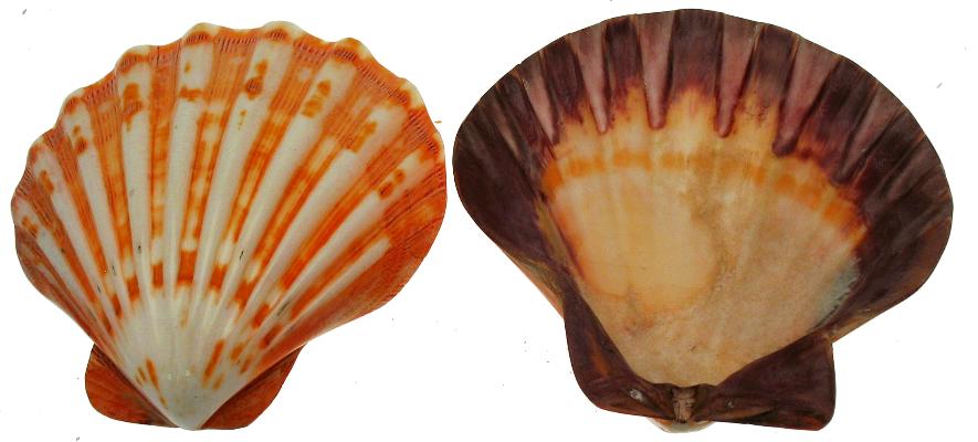 Natural Orange Lions Paw Halves - 5 + inches