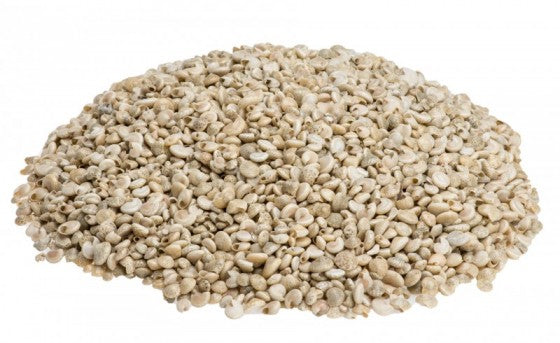 1 KG - White Umbonium - 3/8 - 0.5 inches