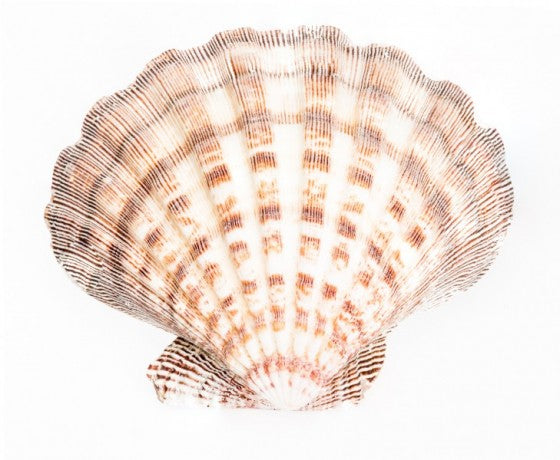 Natural Lions Paw Clam Halves - Lyropecten Nodosus - 6 inches