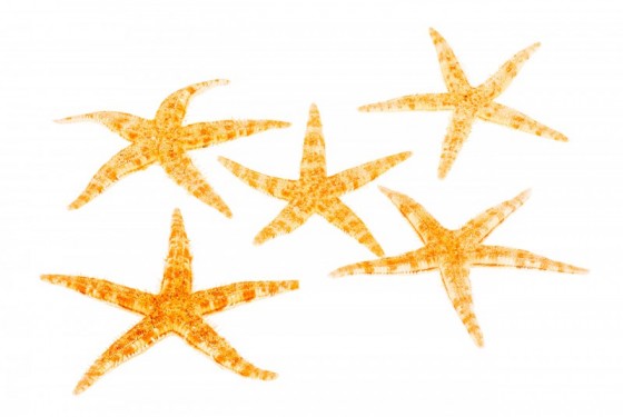 Philippine Starfish - 1.5 - 2 inches