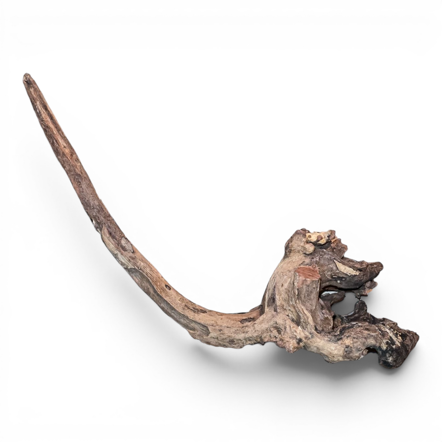 Malaysian Mangrove Driftwood Large 20–30" | Natural Aquarium & Terrarium Wood