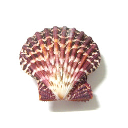 Pecten Pallium Halves - 1 - 2 inches