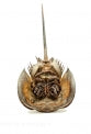 Horseshoe Crabs - 25 to 29 inches