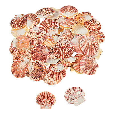 Macarensis Pecten Halves - 1.75 - 2.25 inches
