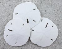Florida Keyhole Sanddollar - MELLITA QUINQUIESPERFORATA - 3 to 3.5 inches - USA