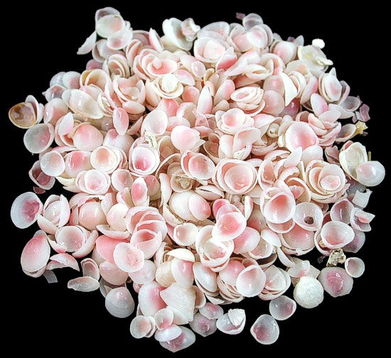 1/4 LB - Apple Blossom Shells - 0.25 inches - Strigilla Pisiformis - India