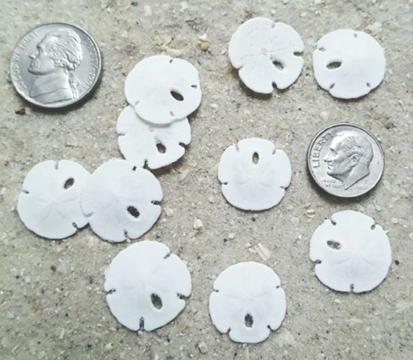 Florida Sand Dollars - 0.75 - 1.25 inches