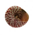 1 KG - Strawberry Troca - 1 - 1.5 inches