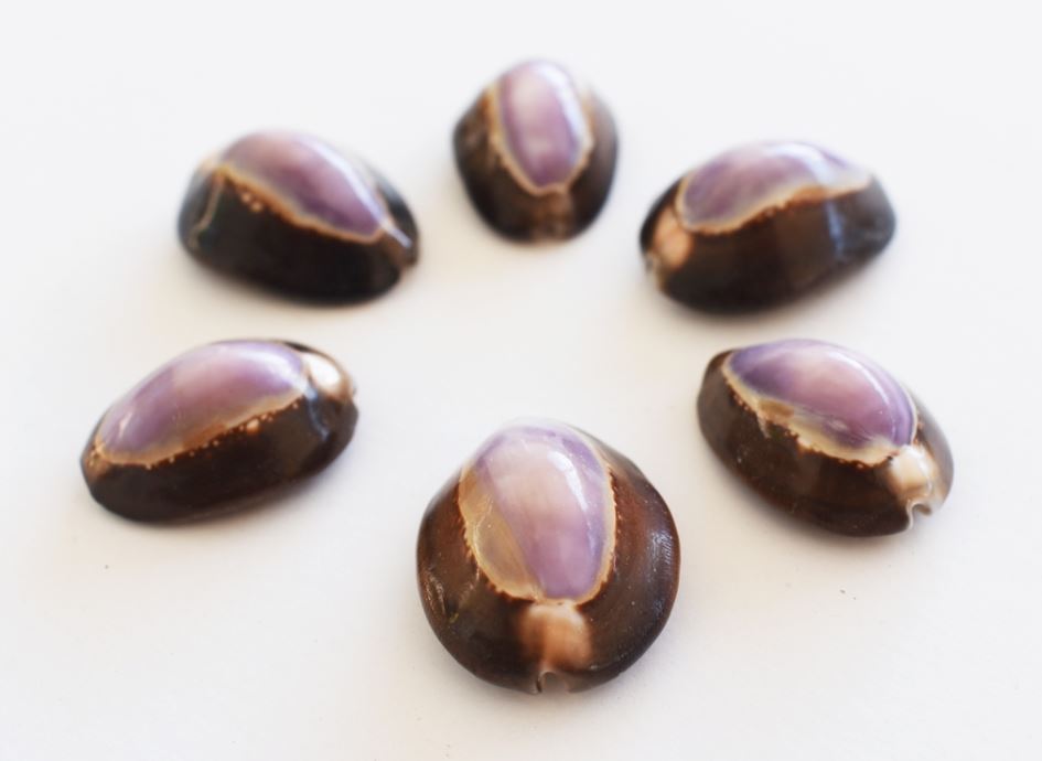 Purple Top Snakehead Cowry - Cypraea Caputserpentis - 1 inch