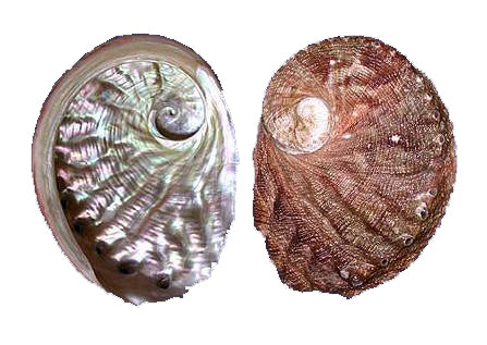Natural Rubra Abalone - 6.3 inch + - 16-18 cm - Australia - HALIOTIS RUBER