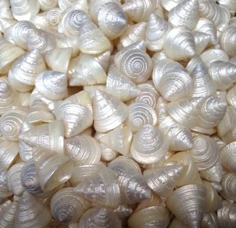Pearl Trochus Maculata - 1 to 2 inch - PEARL TOP - Thailand