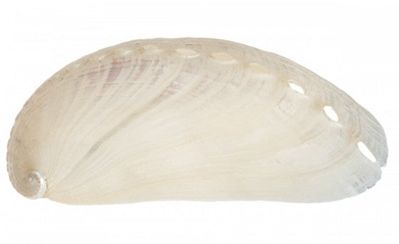 Pearlized Donkey Ear Mule Abalone - Haliotis Assinina - 2 - 2.5 inches