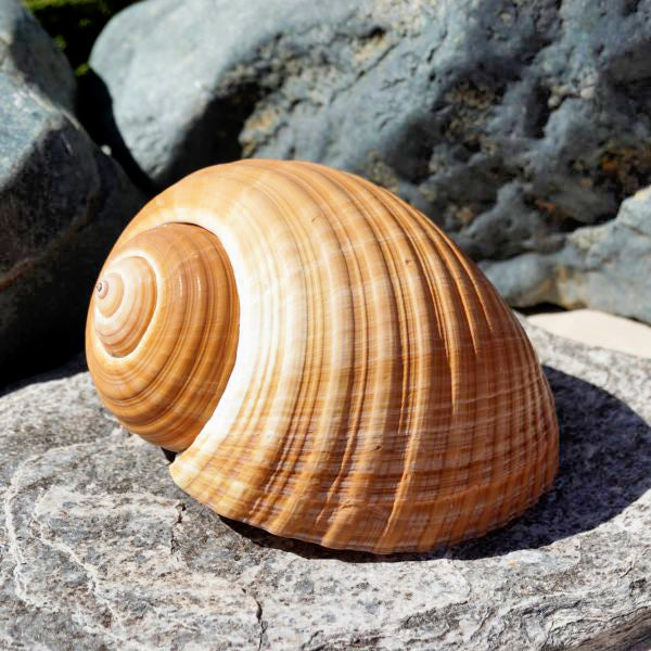 Brown Tonna Galea - 9 + inches