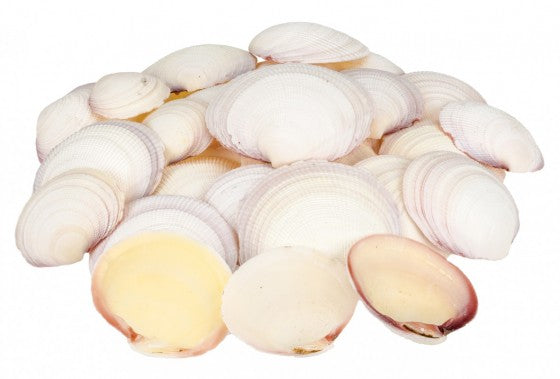 1 KG - Codiakia Tigrigna Halves - 2.5 - 3 inches