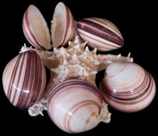 Polished Chocolate Clam Pairs - 3 - 4 inches