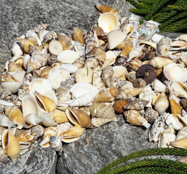 1 KG - Assorted Seashell Mix - 1 - 2 inches - Philippines