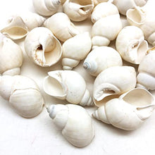 Load image into Gallery viewer, Babylonia Zeylandica Shell (White)